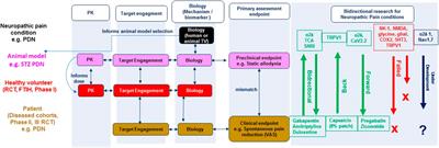 Preclinical Neuropathic Pain Assessment; the Importance of Translatability and Bidirectional Research